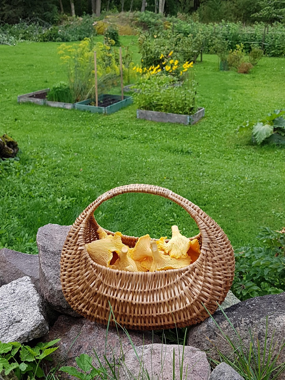 Setas Orellanas en la Cocina
